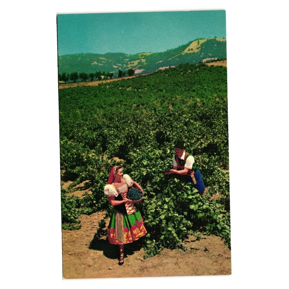 Vintage Postcard Italian Swiss Colony Vineyard Asti Sonoma County California